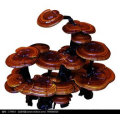 Ganoderma Sporenpulver